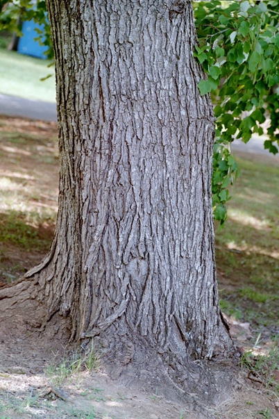 {Acer rubrum var. trilobum}